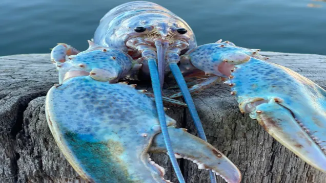 Логотип мода