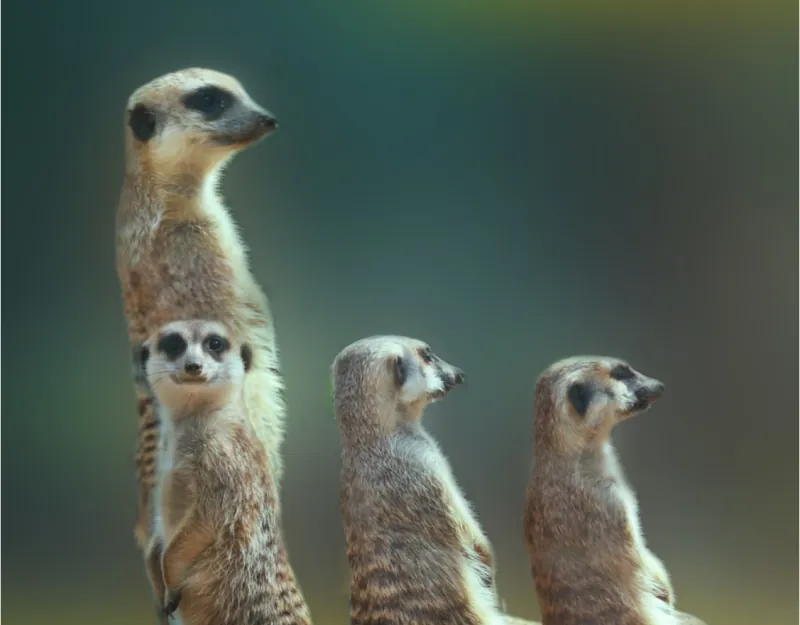 Логотип мода