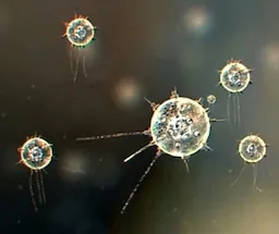 Логотип мода