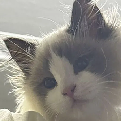 Логотип мода