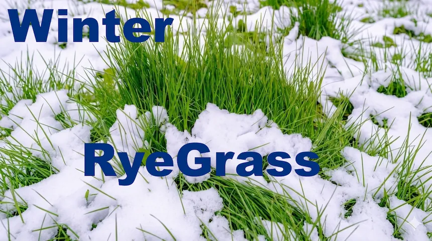 Логотип мода